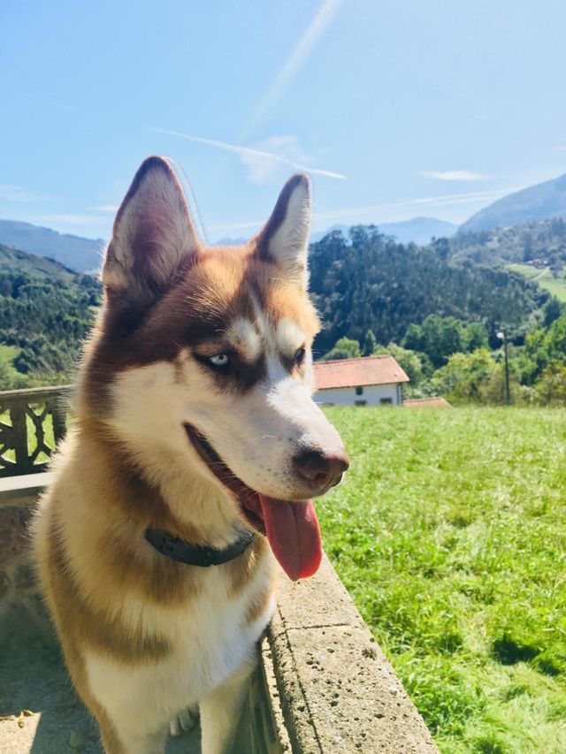 Husky en Asturias