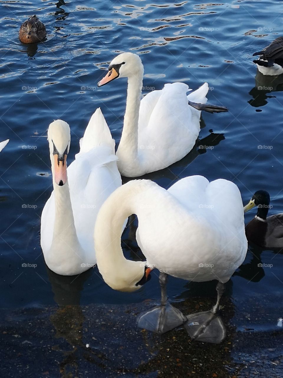 Swans at Windsor UK