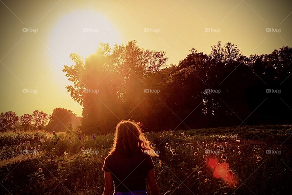 Sunflower field 