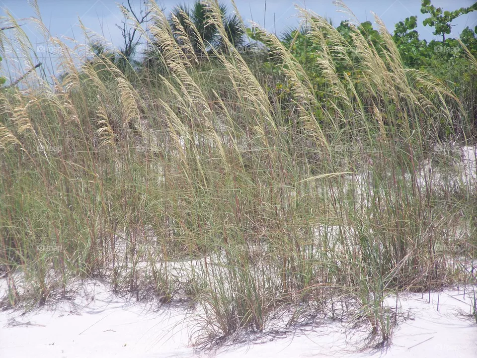 Sea Oats