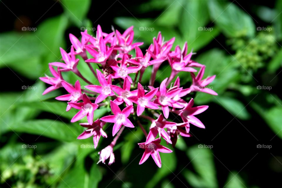 pink flowers