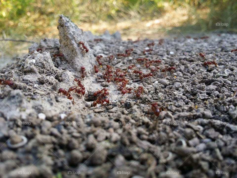 Working Red Ants