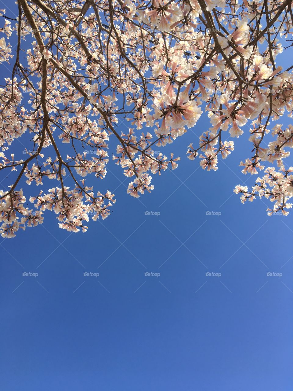 Our white ipês, well highlighted in the infinite blue of the sky.  Live nature and its beauty. / Nossos ipês brancos, bem destacados no infinito azul do céu. Viva a natureza e sua beleza. 