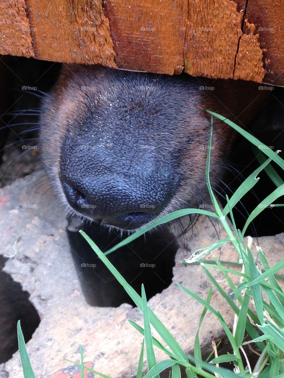 I know you are there. Dog sticking nose under gate
