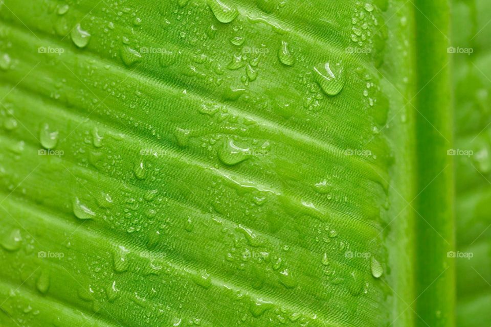 tropical leaf right after tropical rain
