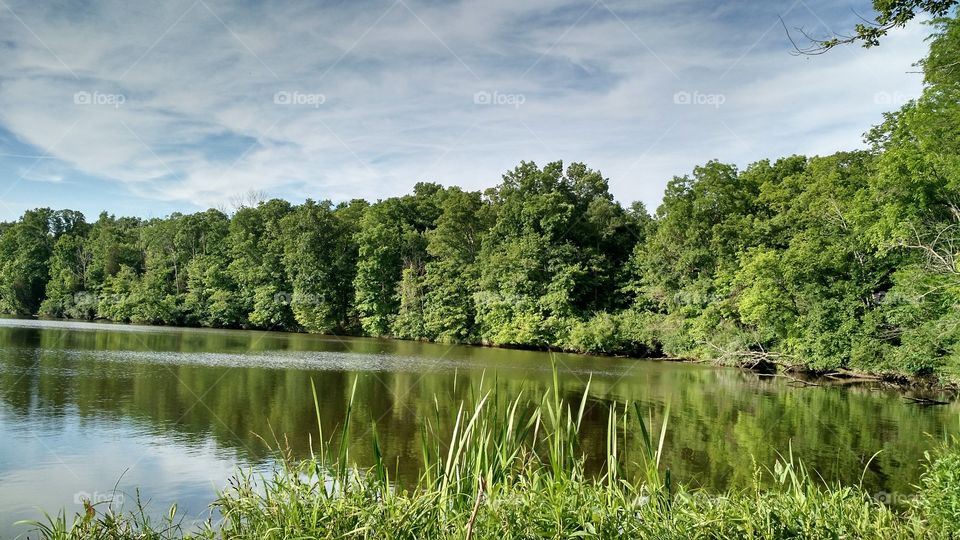Forest trees reflected in lake