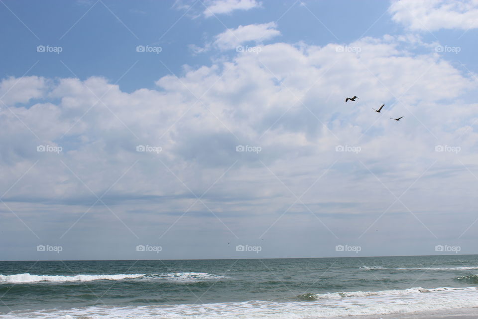 small group of seagulls flying over Sandbridge Beach in VA 