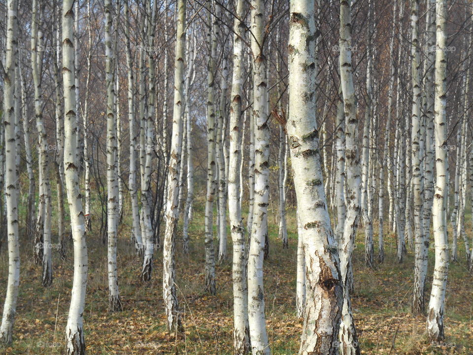 Wood, Tree, Nature, Trunk, Bark