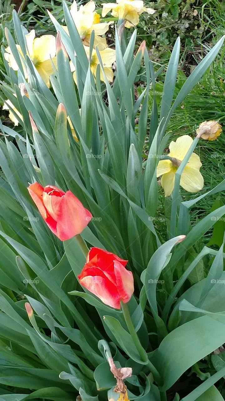 tulips in the daffodils