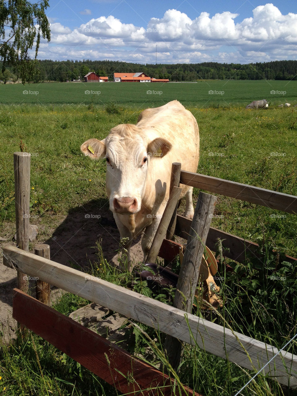 sweden sommar landskap cow by beby