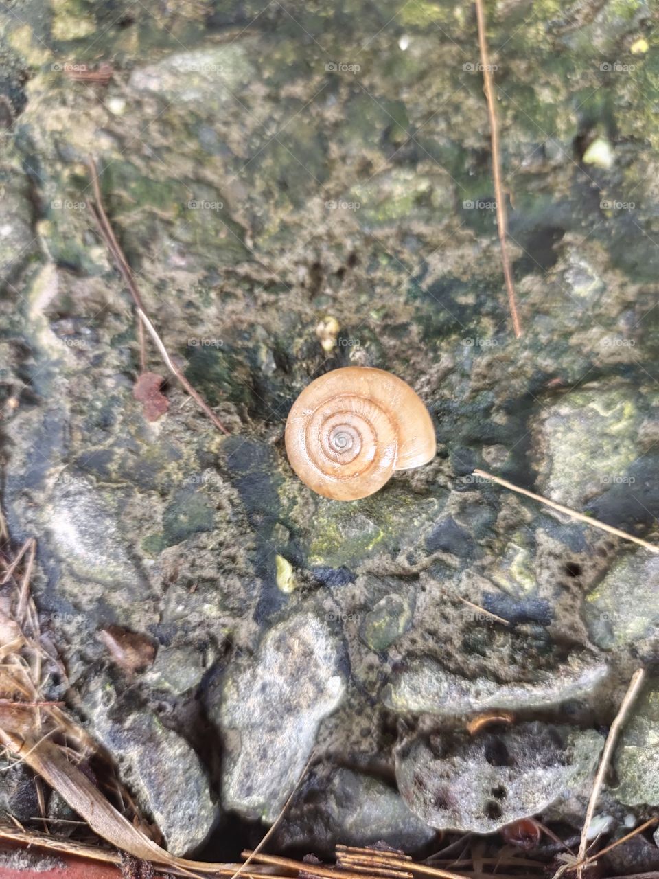 Fauna at Floor
Grove Snail 
🐌🐌🐌
👁️📷👁️📷