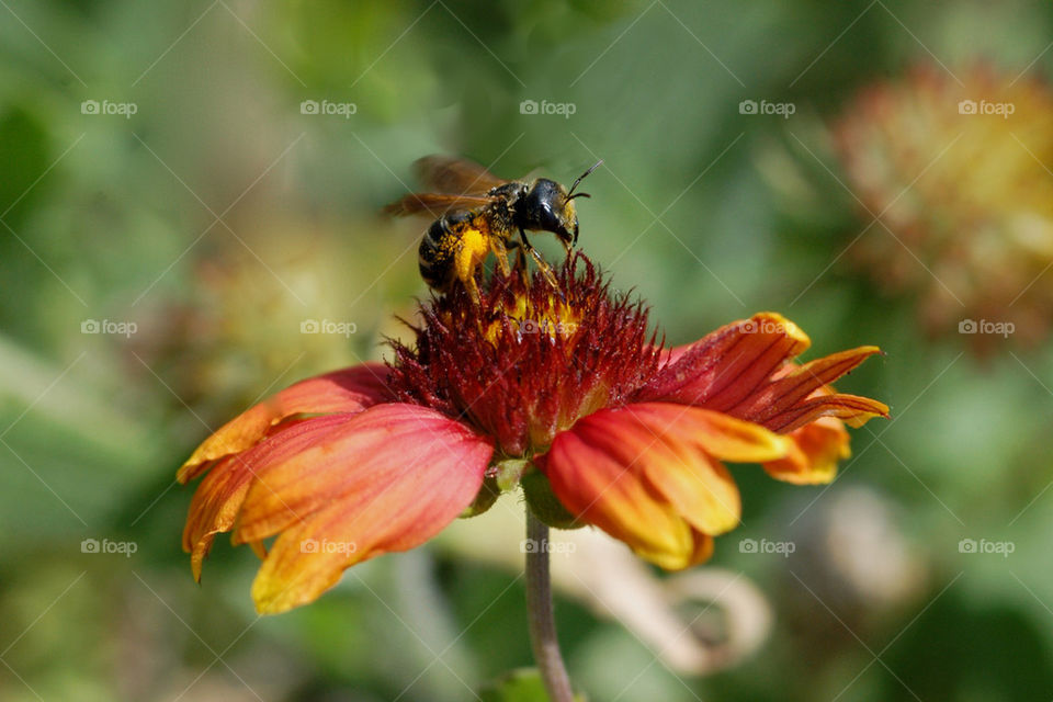 pollen flower fly eat by dslmac2