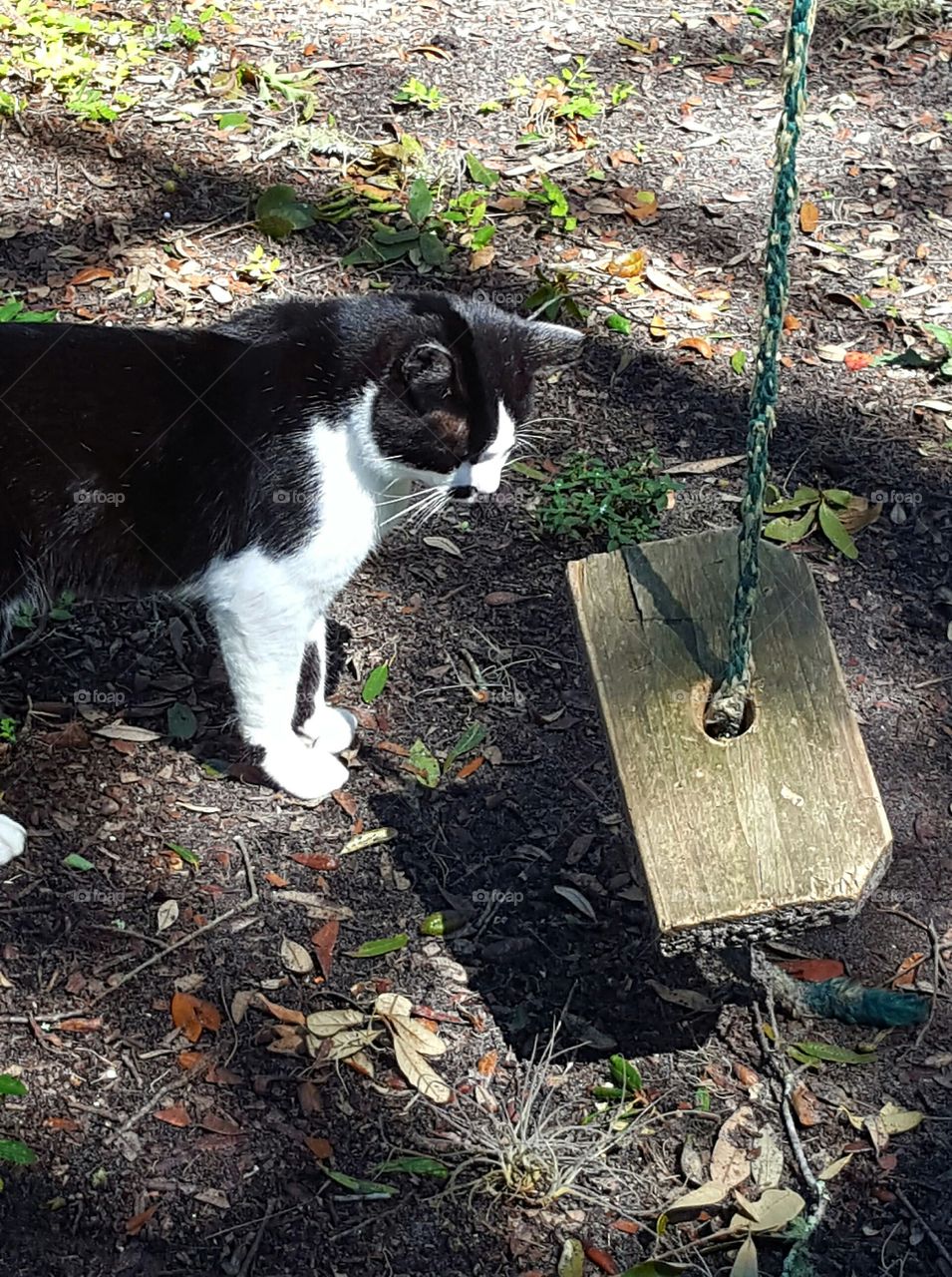 Mammal, Nature, Grass, No Person, Cat