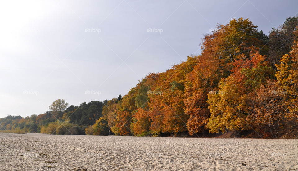 Autumn trees on beach