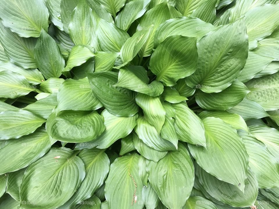 All the grows  is green