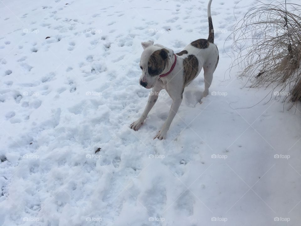 Snow, Winter, Dog, Cold, Mammal