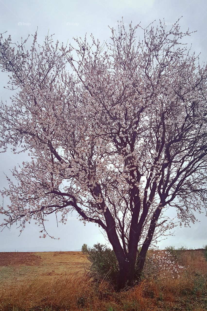 Almond tree in flowers