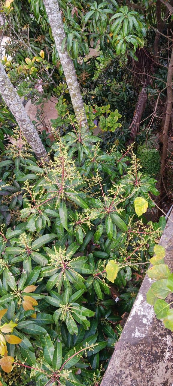 Mango Flower (Amer Mukul)