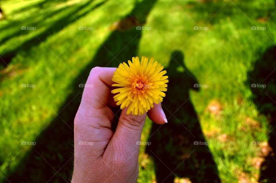 Nature, Outdoors, Grass, Flower, Summer