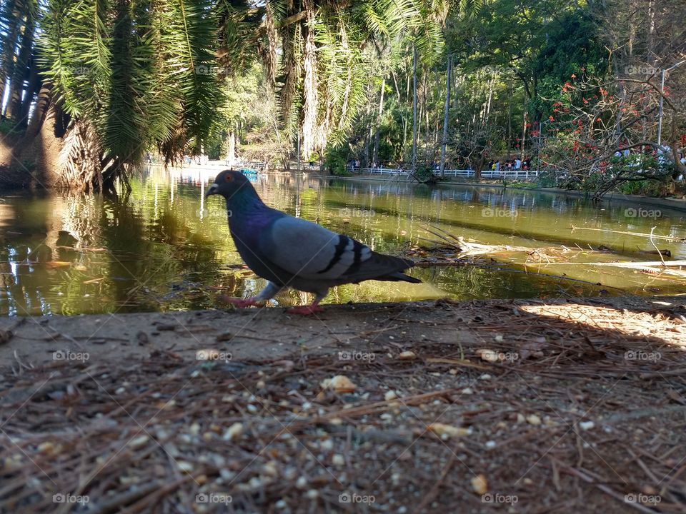 apenas observando a natureza