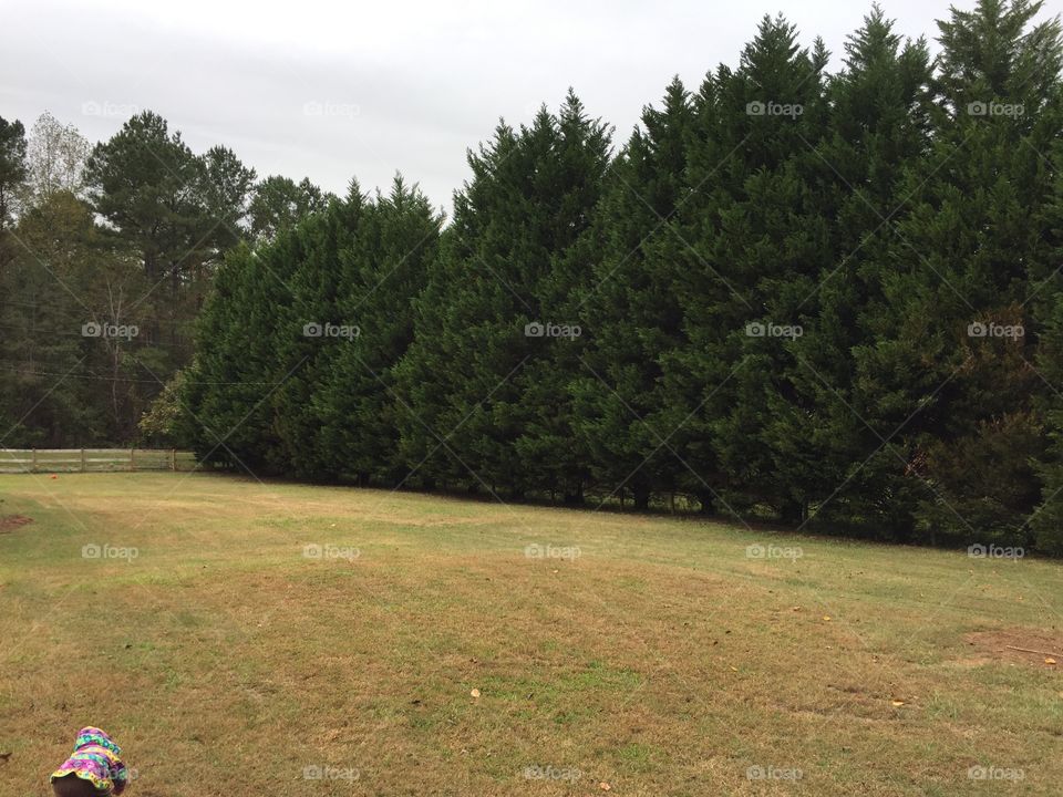Leyland Cypress provide a beautiful and natural privacy border between neighbors. The trees also provide cleaner air.