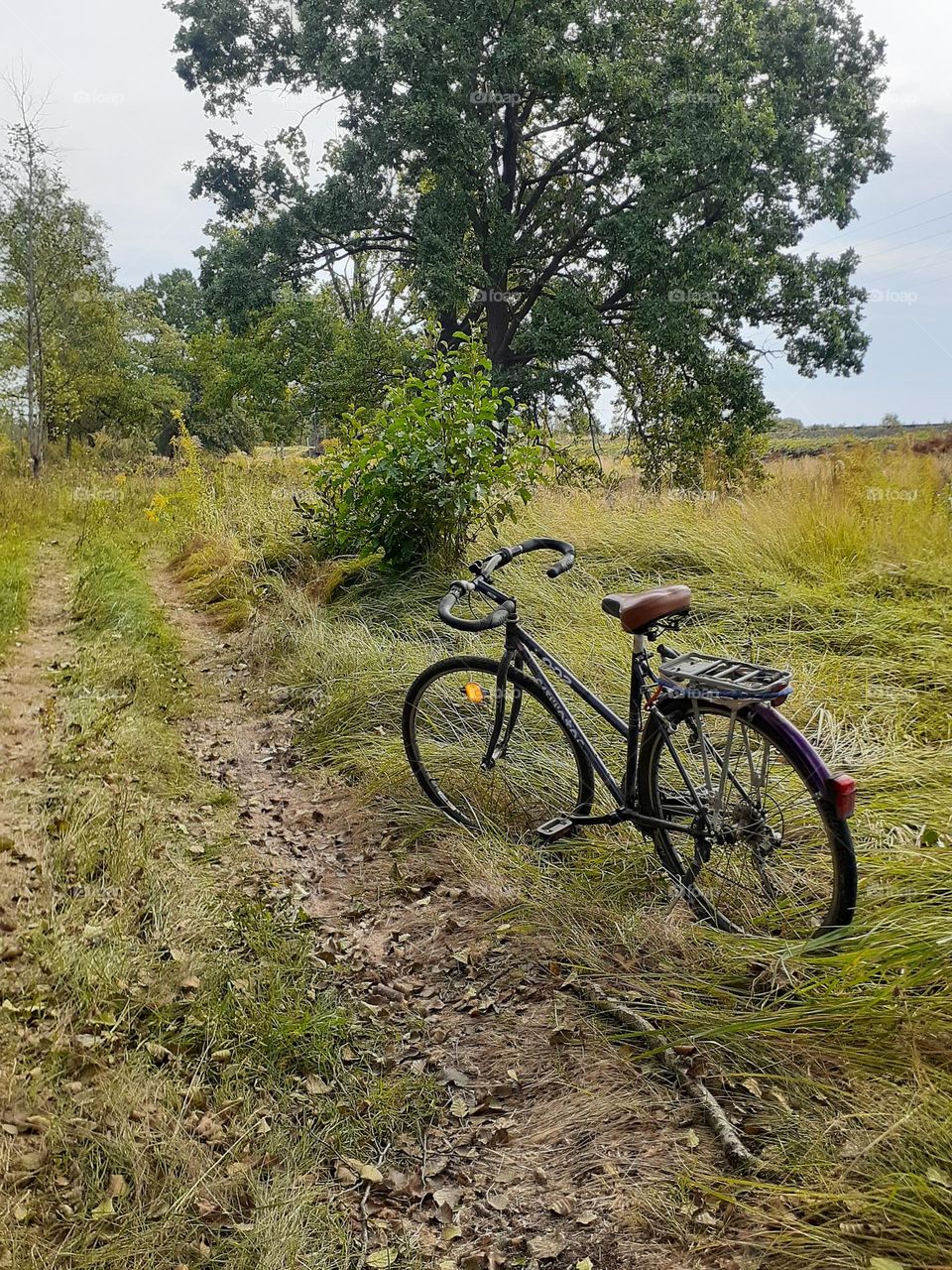 Ukrainian nature