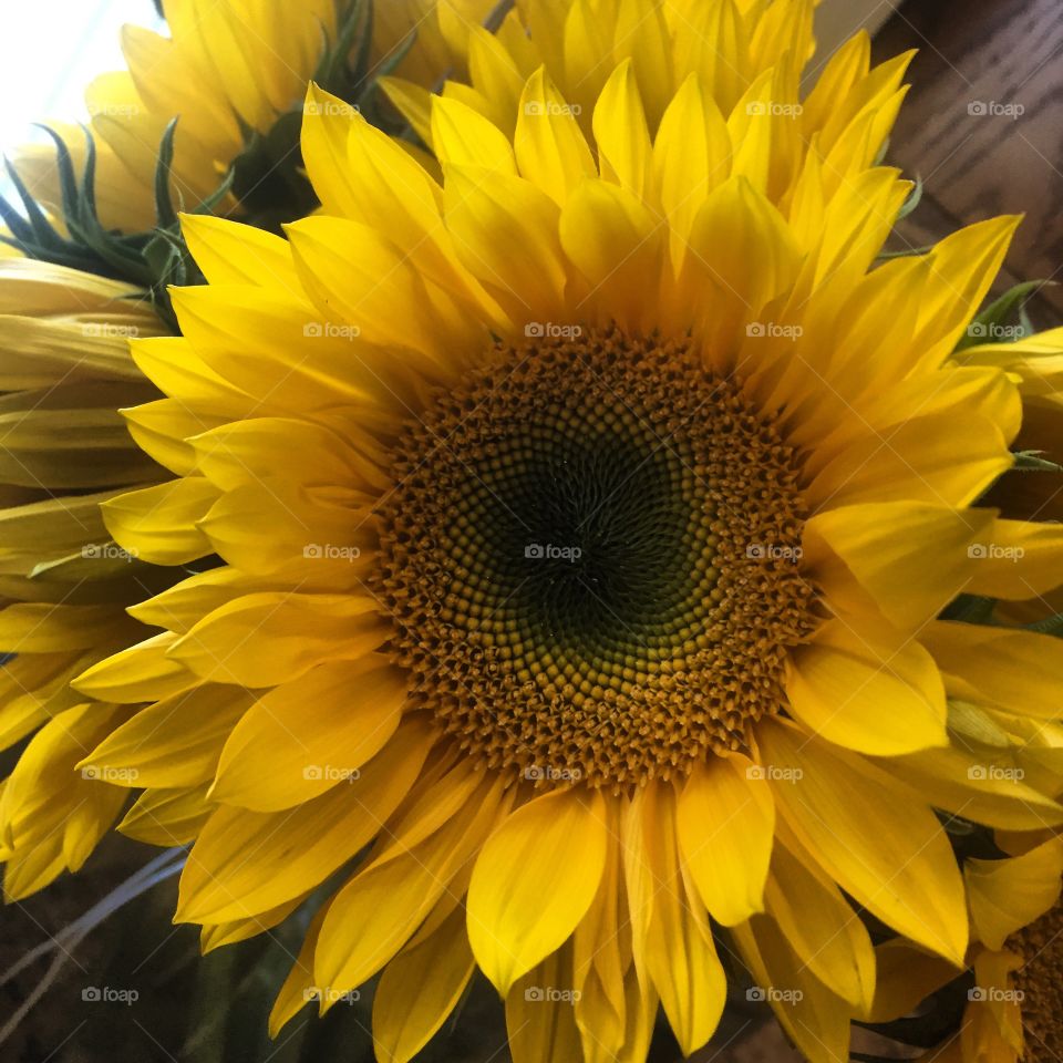 Sunflowers of hope 