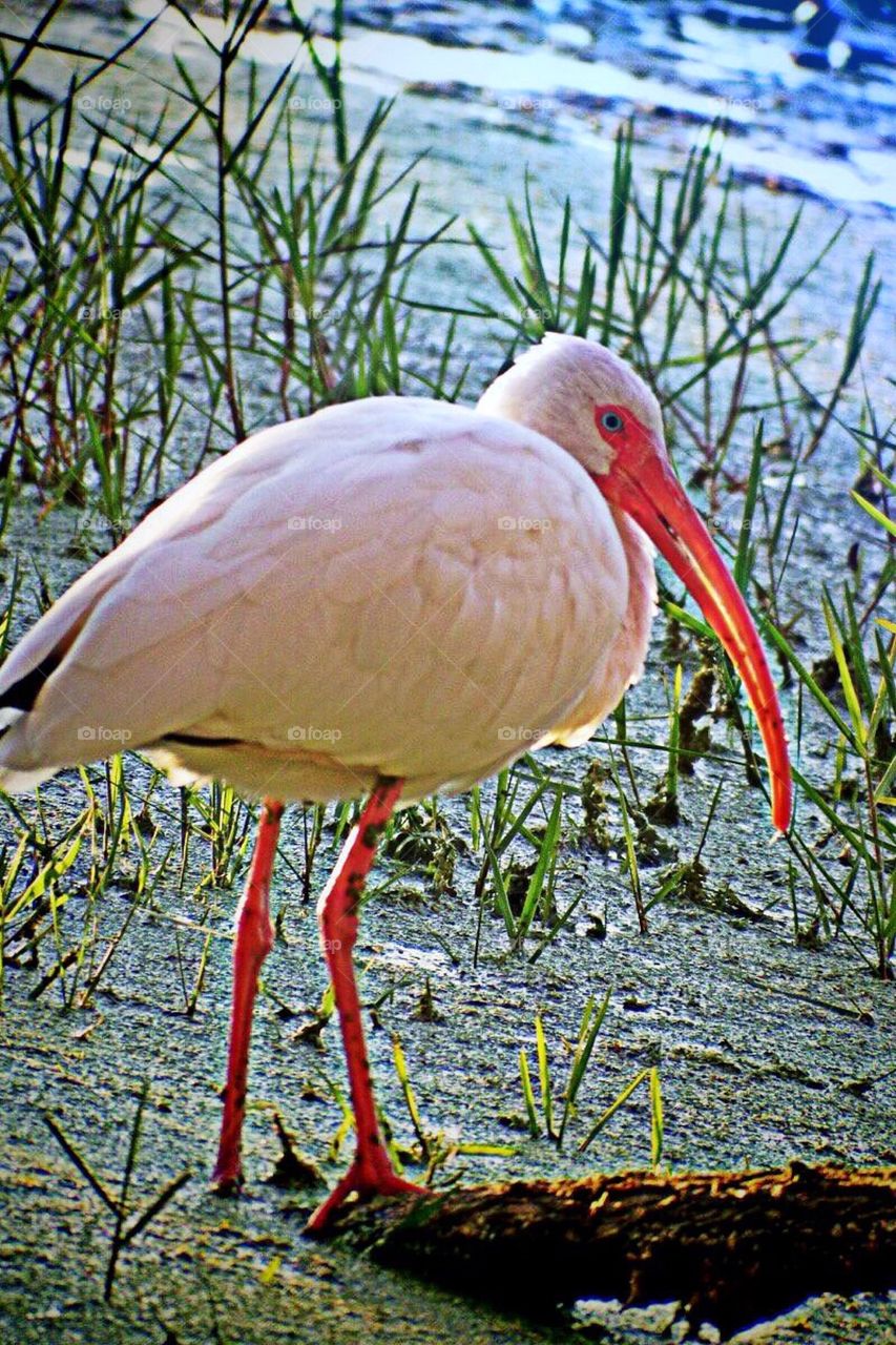 Ibis in wetlands 