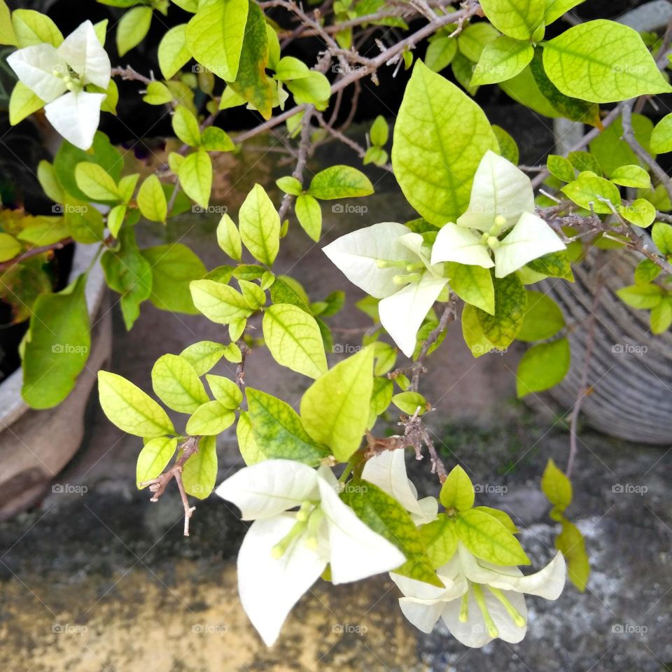 White flower on the yard