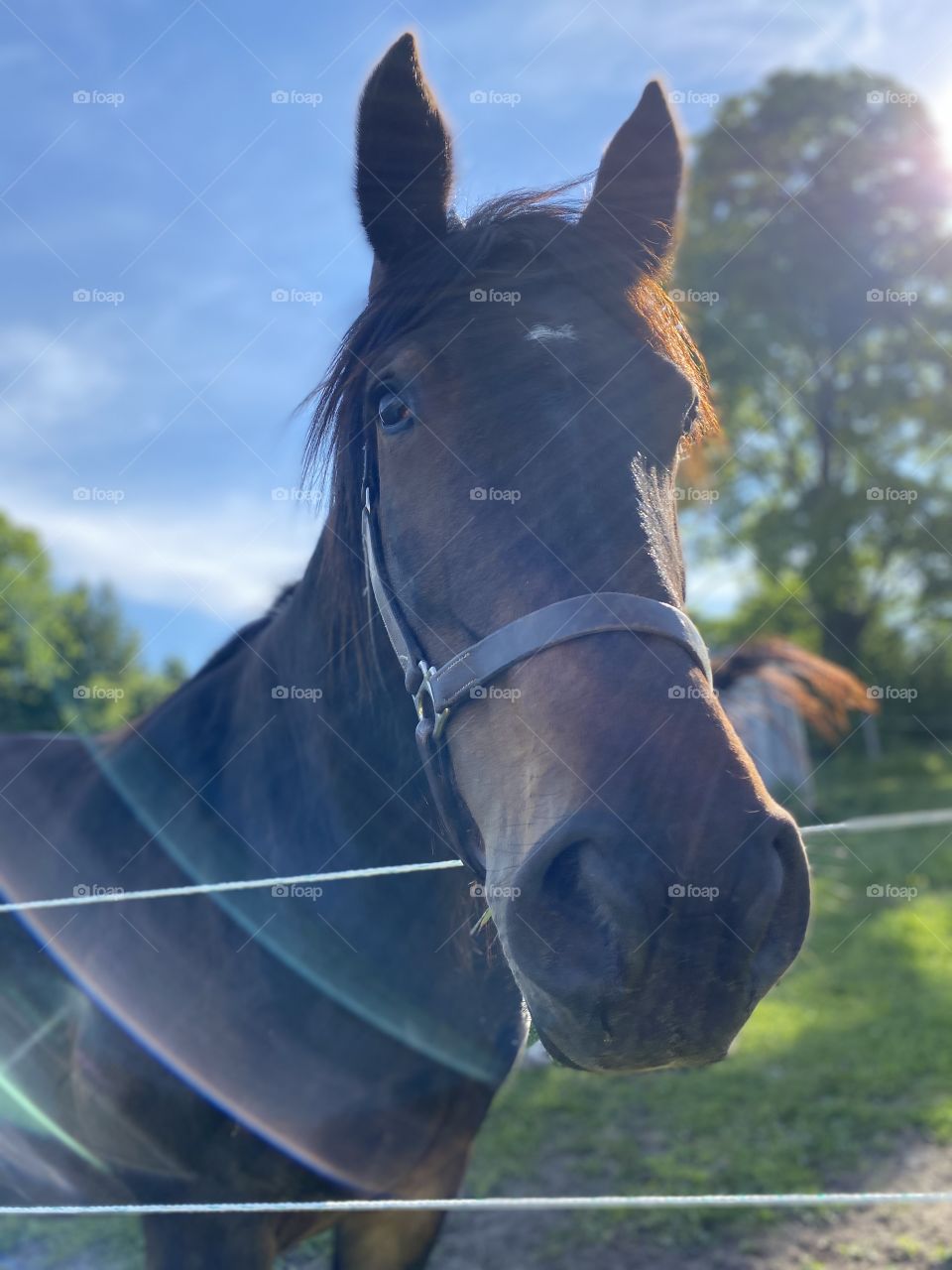 Dark Bay Draft Horse at Sunset