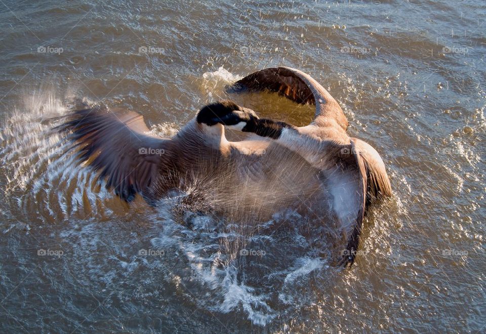 Geese mating ritual #a5811