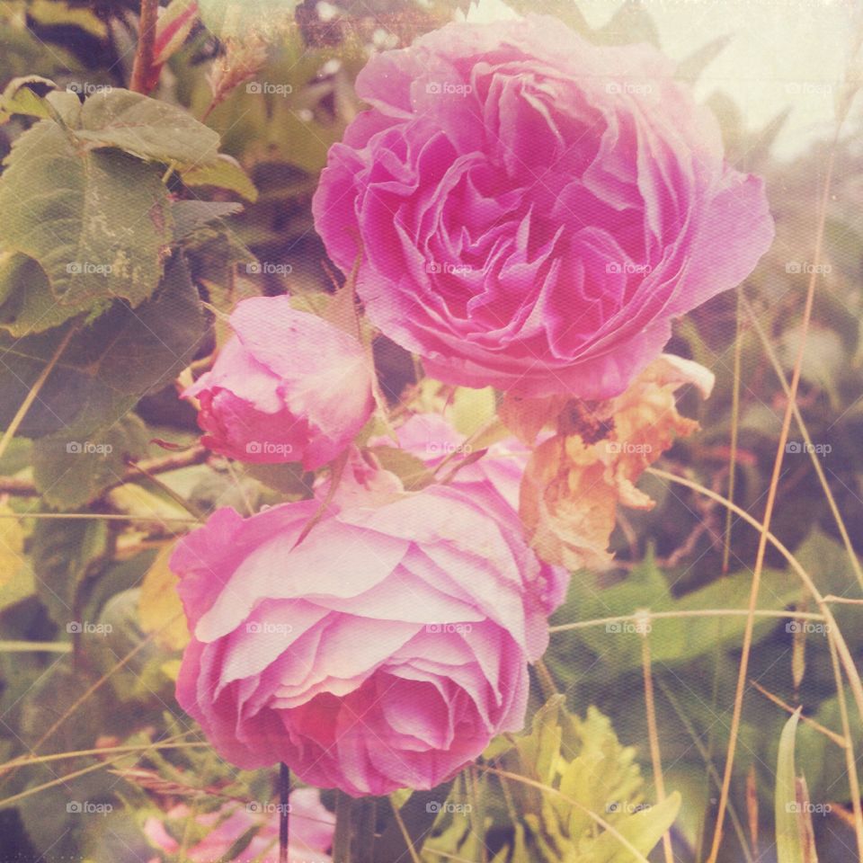 Pink roses