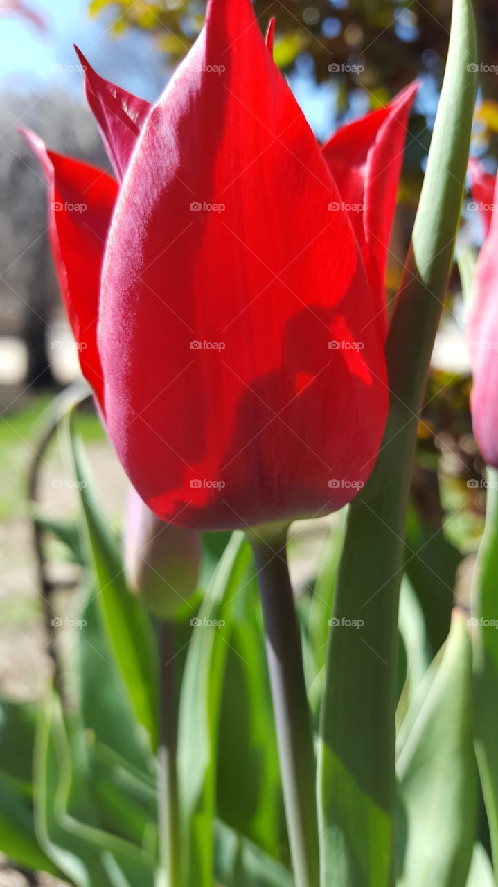 Tulip