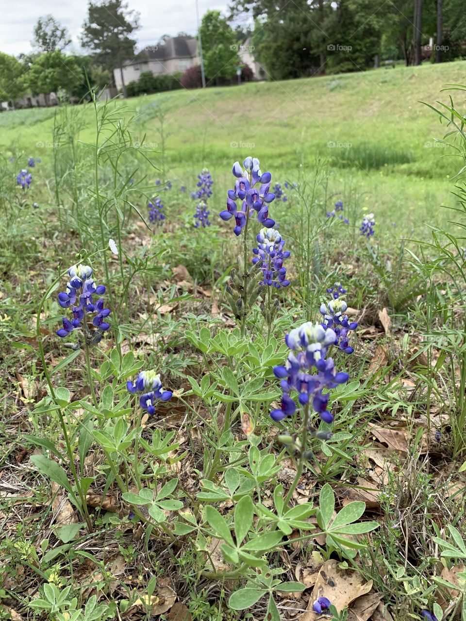 Texas Bluebonnets