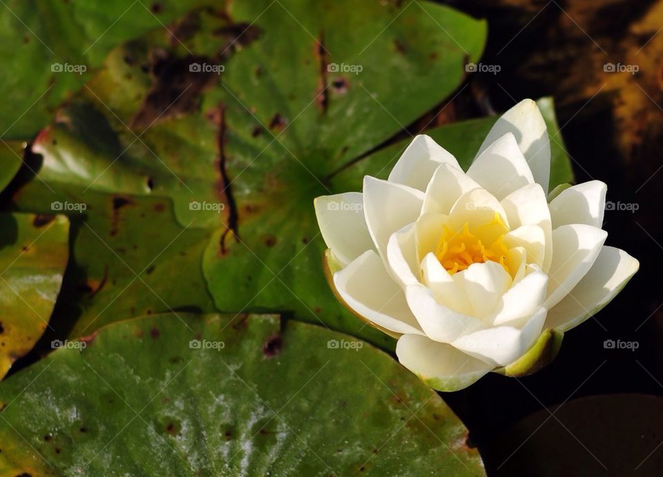 High angle view of white water lily