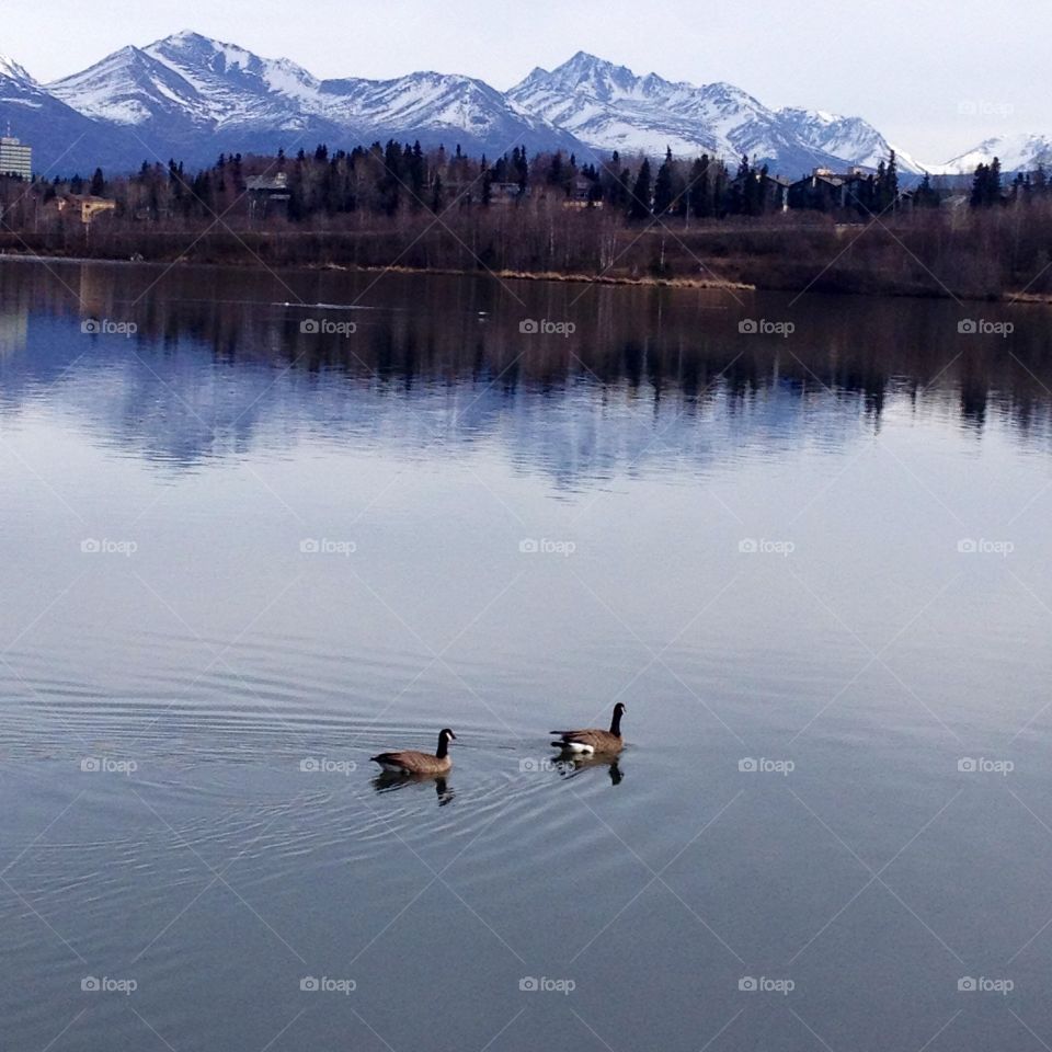 Duck swimming in lake