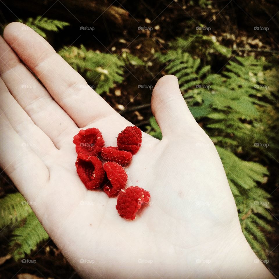 Collecting thimble berries from the forest 