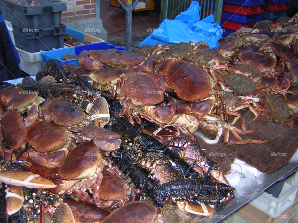 fish fresh crab seafood by izabela.cib