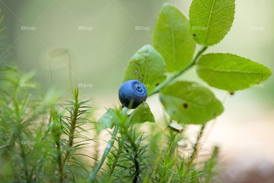Wild flowers blooming in nature close up background summer feeling traveling with friends amazing wildlife beautiful life blue round fruit