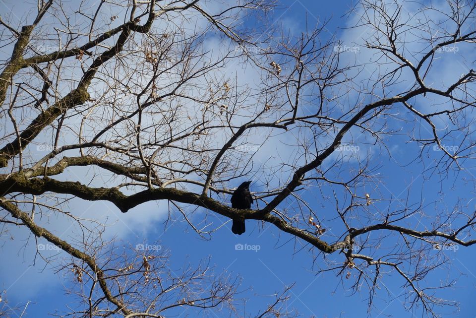 A raven sitting on the branch