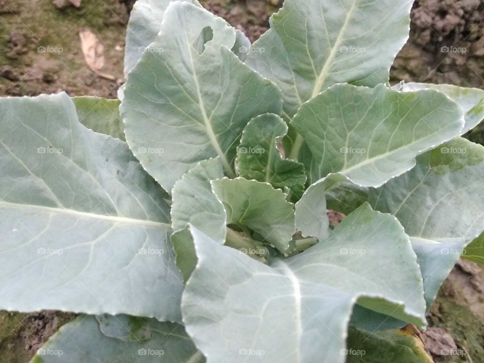 Cabbage farming