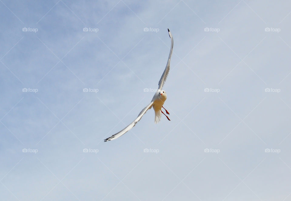 flying seagull in the sky