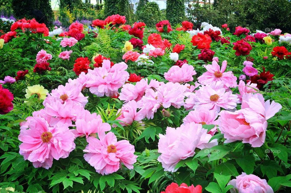 Beautiful flowers in bloom