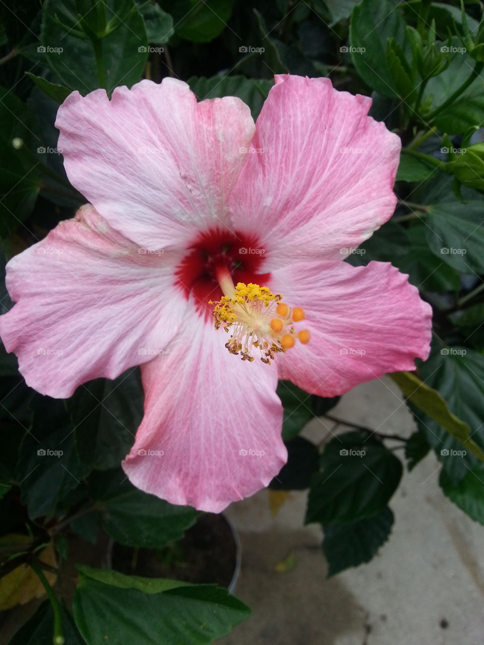 pink flower