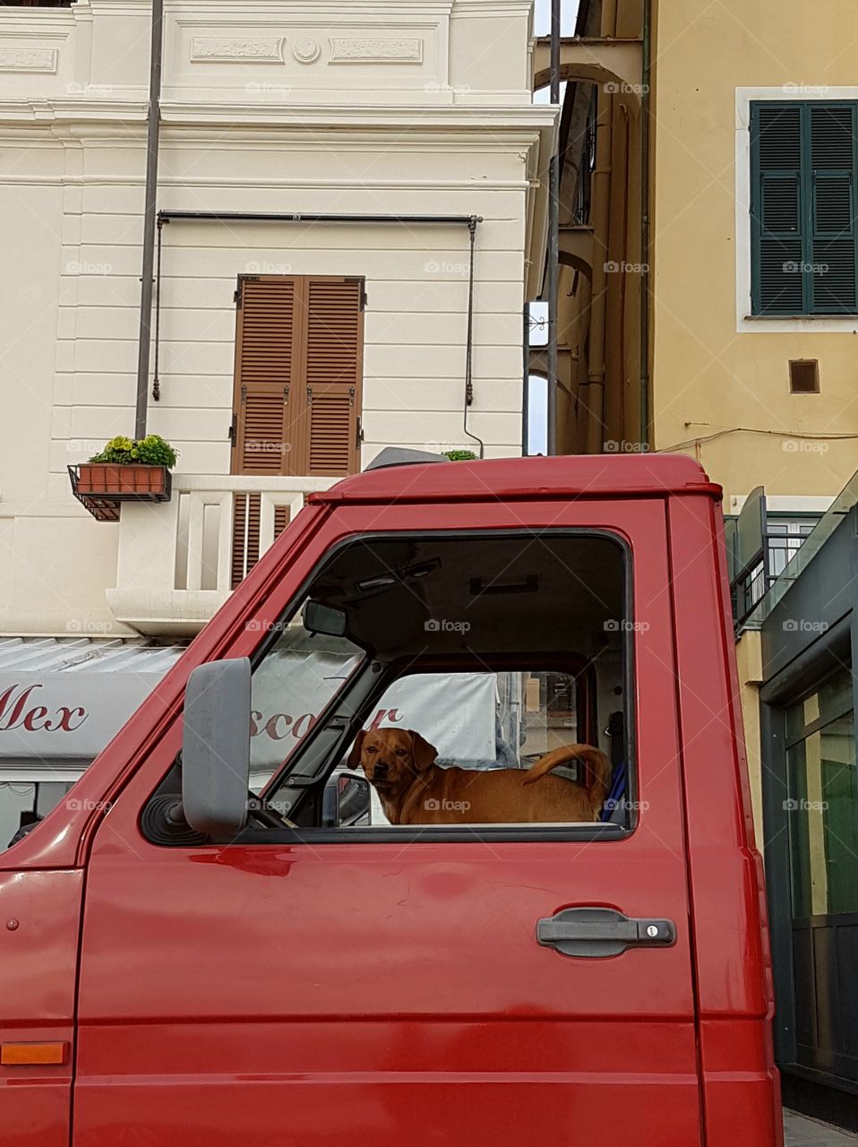 Dog waiting for his master in a van in the street