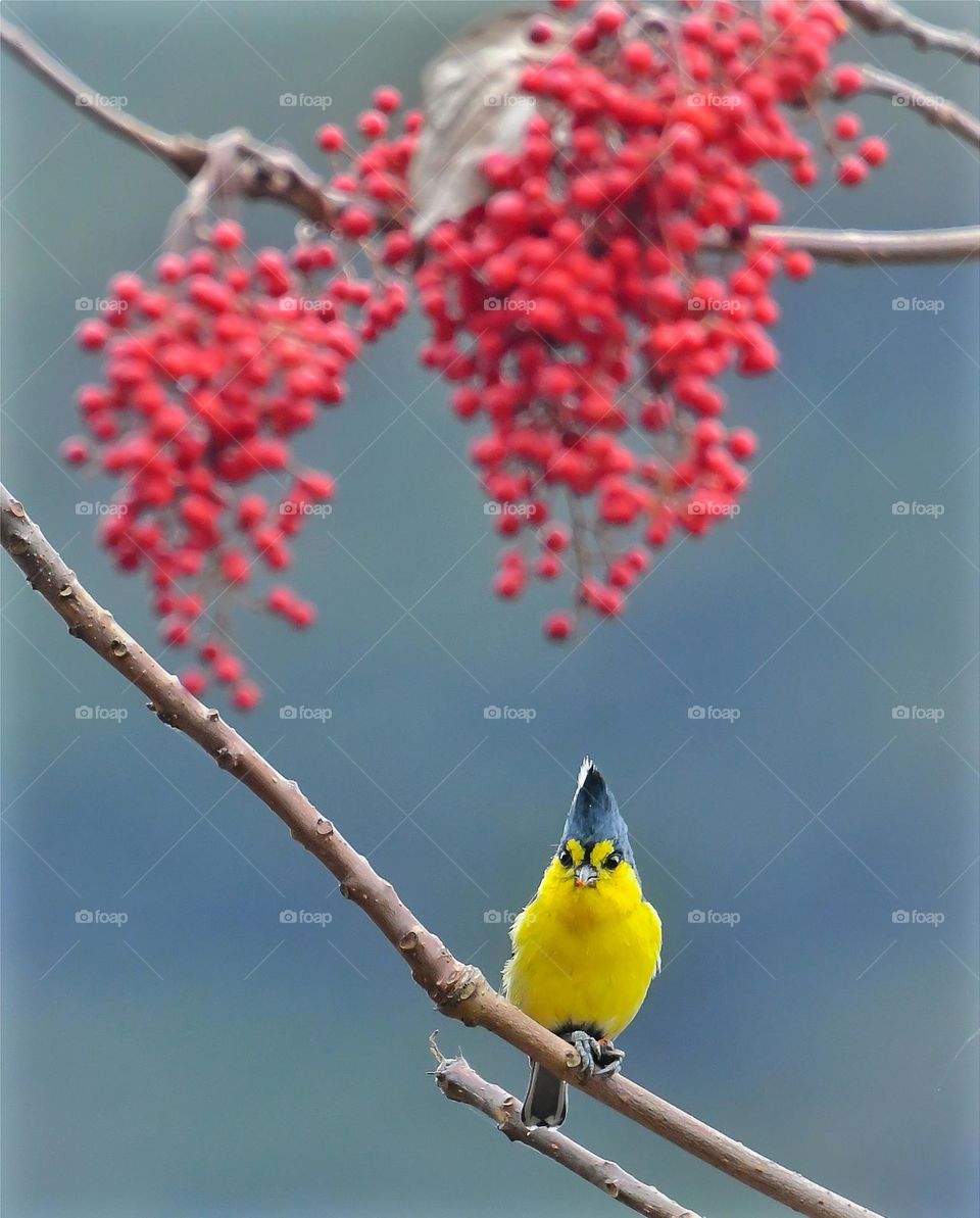 Beautiful and cute bird