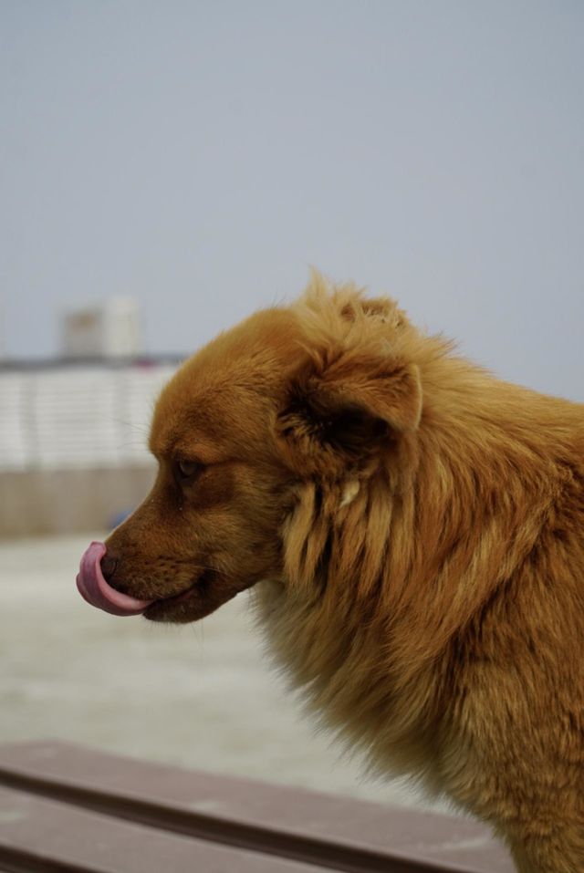 Reddish dog