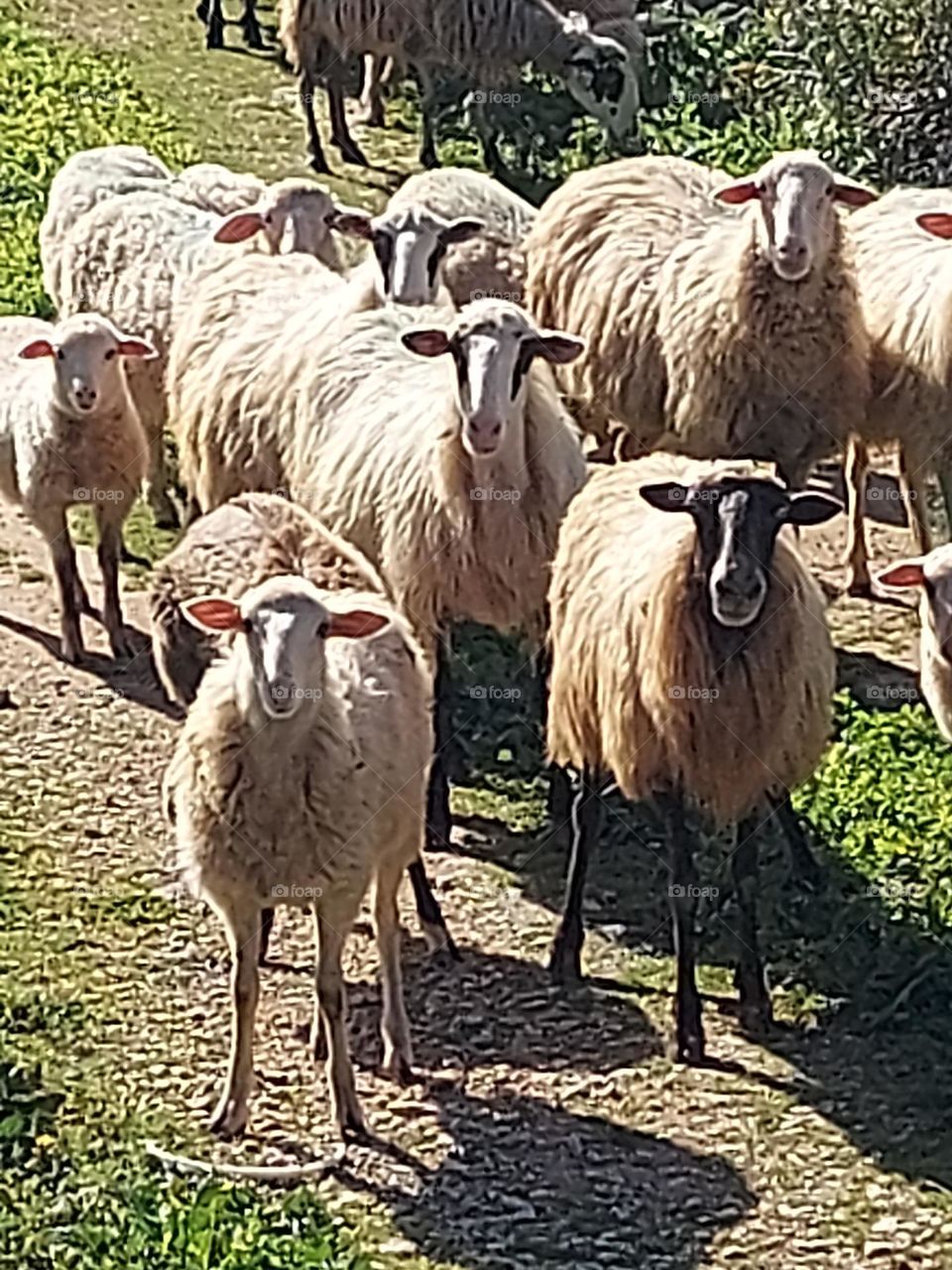 crete sheep