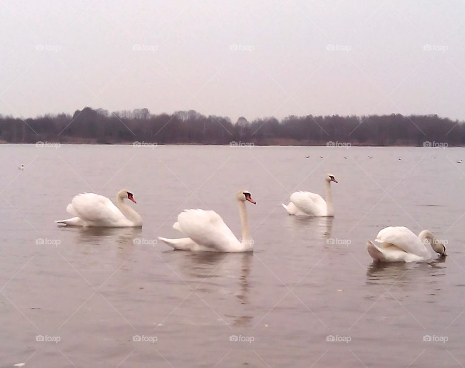 Swan, Bird, Goose, Lake, Duck