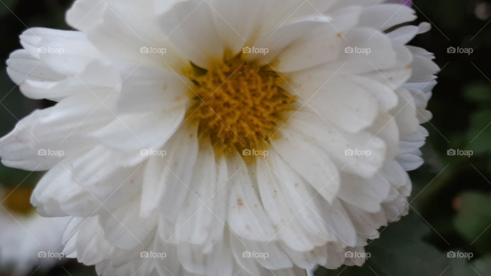 Beautiful flower in the garden